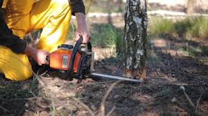 Professional Tree Removal and Landscaping Services in Neffs, OH